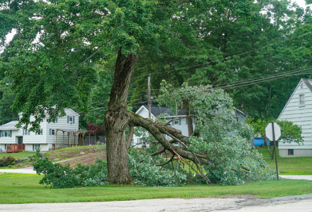 Best Palm Tree Trimming  in Stewartstown, PA