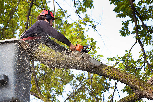 Best Firewood Processing and Delivery  in Stewartstown, PA